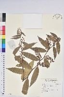 登錄號:S140042藏品圖，第1張