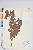 登錄號:S140047藏品圖，第1張