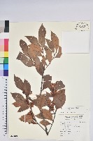 登錄號:S140048藏品圖，第1張