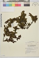 登錄號:S140081藏品圖，第1張