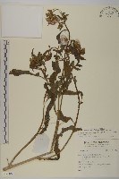 昭和草藏品圖，第1張