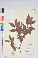 登錄號:S140090藏品圖，第1張