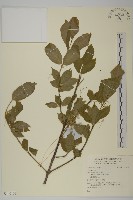 登錄號:S140103藏品圖，第1張