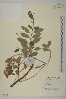 登錄號:S140104藏品圖，第1張