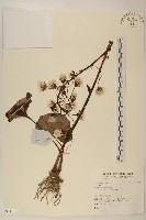 臺灣款冬藏品圖，第1張