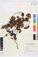 登錄號:S140110藏品圖，第1張