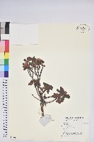 登錄號:S140119藏品圖，第1張