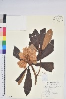 寬鐘杜鵑藏品圖，第1張