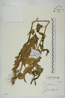 登錄號:S140125藏品圖，第1張