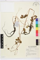 登錄號:S140127藏品圖，第1張