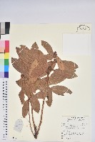 尖基木藜蘆藏品圖，第1張