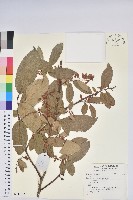 登錄號:S140132藏品圖，第1張