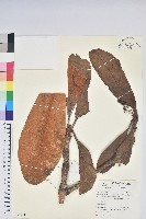 假乳黃杜鵑藏品圖，第1張