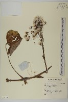 登錄號:S140141藏品圖，第1張