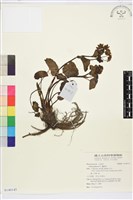 驢蹄草藏品圖，第1張