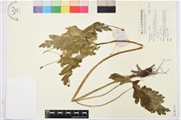 登錄號:S140153藏品圖，第1張