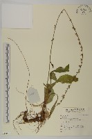 登錄號:S140159藏品圖，第1張