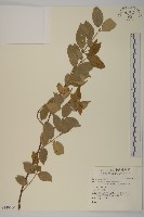 登錄號:S140160藏品圖，第1張