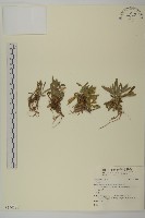 登錄號:S140180藏品圖，第1張