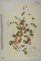 登錄號:S140187藏品圖，第1張