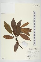 山茱萸藏品圖，第1張