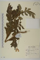 登錄號:S140201藏品圖，第1張