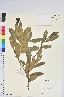 登錄號:S140210藏品圖，第1張