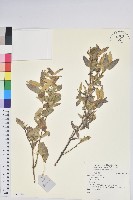 登錄號:S140214藏品圖，第1張