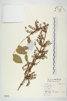 馬桑藏品圖，第1張