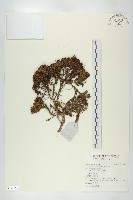 紅花岩梅藏品圖，第1張