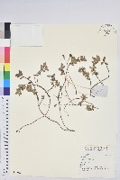 登錄號:S140230藏品圖，第1張