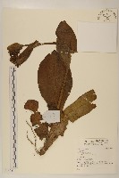 登錄號:S140234藏品圖，第1張