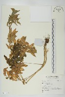 登錄號:S140236藏品圖，第1張