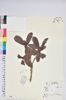 登錄號:S140239藏品圖，第1張