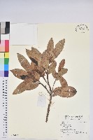 登錄號:S140240藏品圖，第1張