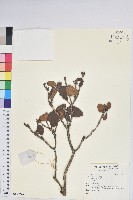 登錄號:S140246藏品圖，第1張