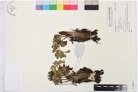 登錄號:S140247藏品圖，第1張