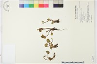 登錄號:S140248藏品圖，第1張