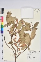 登錄號:S140249藏品圖，第1張