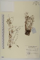 登錄號:S140255藏品圖，第1張