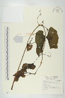 登錄號:S140259藏品圖，第1張