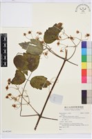 登錄號:S140260藏品圖，第1張