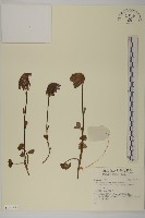 登錄號:S140283藏品圖，第1張