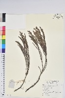 睫毛岩須藏品圖，第1張