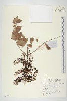 馬桑藏品圖，第1張