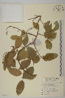 苦皮藤藏品圖，第1張