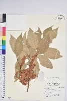 登錄號:S140325藏品圖，第1張