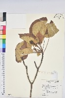 油桐藏品圖，第1張