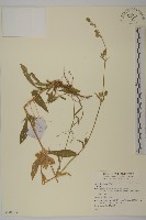 登錄號:S140339藏品圖，第1張