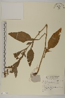 登錄號:S140358藏品圖，第1張